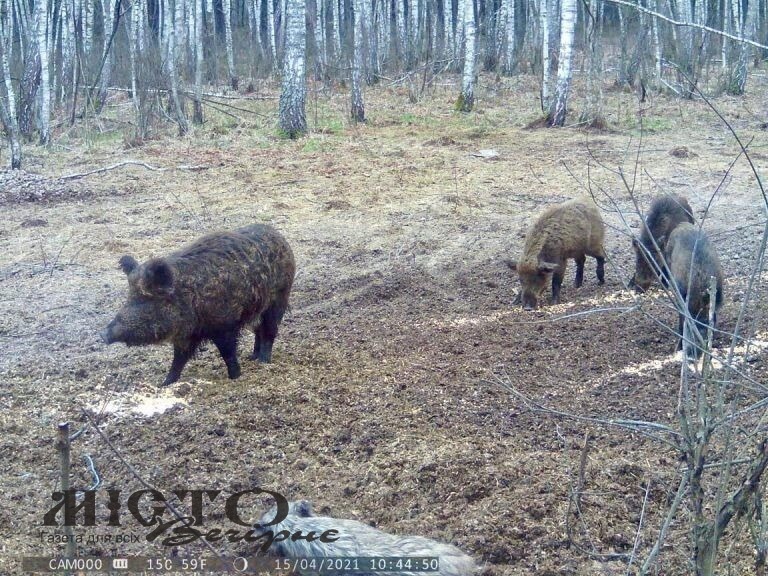 На Волині до кінця року хочуть збільшити поголів’я кабана на третину 