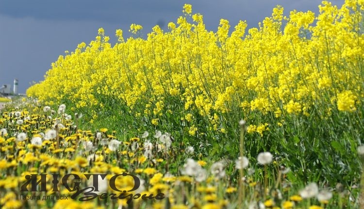 Державний аграрний реєстр України набув чинності 