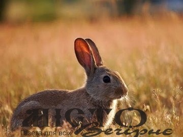 На Волині затримали нічних браконьєрів, які полювали на зайців 