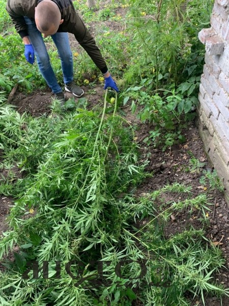 Мешканець Володимира вирощував наркотичні речовини 