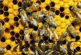 Українським бджолярам виплатили 240 мільйонів гривень дотацій 