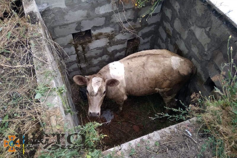 На Дніпропетровщині бійці ДСНС рятували корову, яка провалилася в глибочезну яму 
