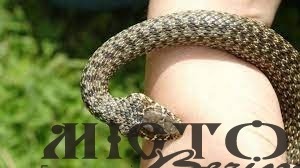 На Львівщині рятують 9-річного хлопчика, якого вкусила змія 