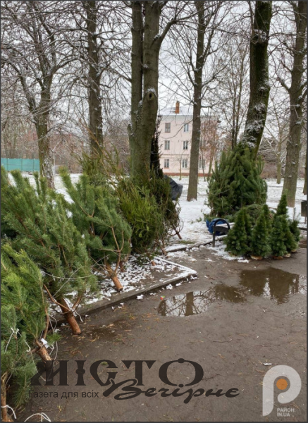 Де та за скільки у Нововолинську можна придбати живу ялинку 