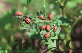 У деяких районах Волині зафіксували нетипову активність колорадського жука 