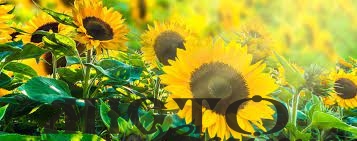 Скільки днів українці відпочиватимуть у липні 