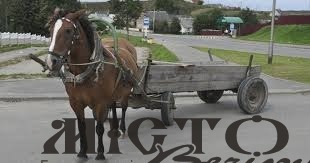 У волинянки з під носа вкрали коня і підводу 