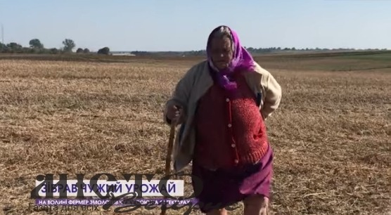 Земельний скандал у Володимир-Волинському районі: фермер змолотив 14 гектарів чужої сої і не визнає вини 