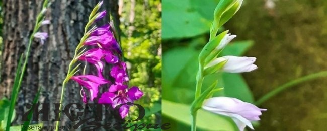 На Волині вперше зацвіли рідкісні червонокнижні квіти 