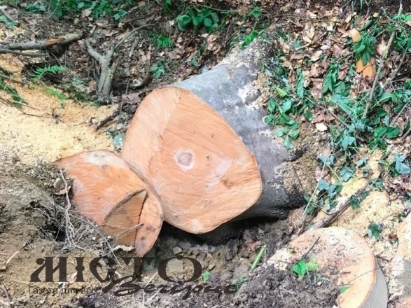 18 жителів Іваничівщини та Володимир-Волинського району оштрафували за екопорушення - новини Володимир-Водинського 18 жителів Іваничівщини та Володимир-Волинського району оштрафували за екопорушення