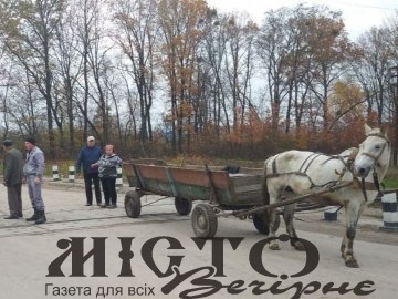 Під Ковелем визволили з пастки коня, що застряг між коліями 