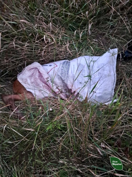 У лісі Устилузької громади браконьєри вбили козулю 