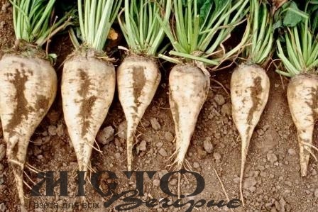 Урожайність волинських цукрових буряків – одна з найвищих в Україні 