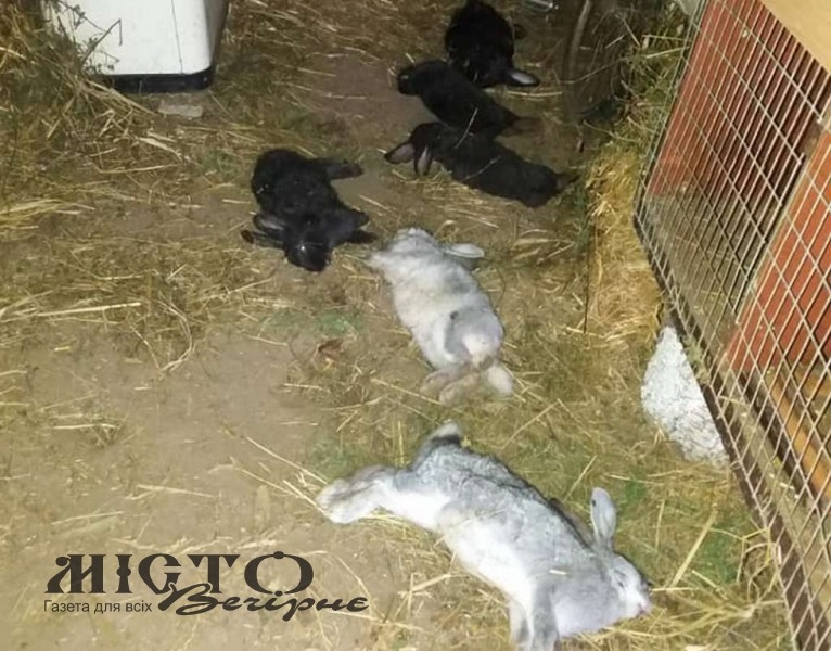 У селі Зимне невідома тварина подушила кролів 