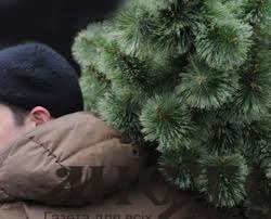 У Нововолинську прямо з двору вкрали ялинку 