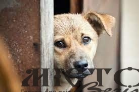 У Володимирі судили чоловіка за вбивство собаки на очах у дітей - новини Володимир-Водинського У Володимирі судили чоловіка за вбивство собаки на очах у дітей
