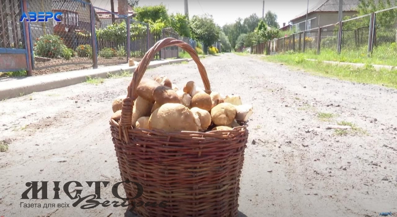 Волиняни збирають повні кошики грибів - новини Володимир-Водинського Волиняни збирають повні кошики грибів