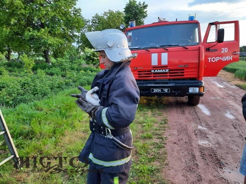 На Волині рятувальники повернули в гніздо лелеченя, що з нього випало 