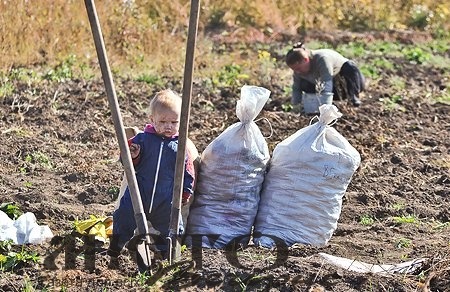 Чи варто в селах садити картоплю - новини Володимир-Водинського Чи варто в селах садити картоплю
