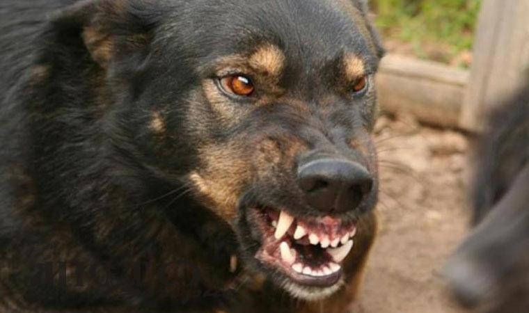 У Локачах судили собачницю 