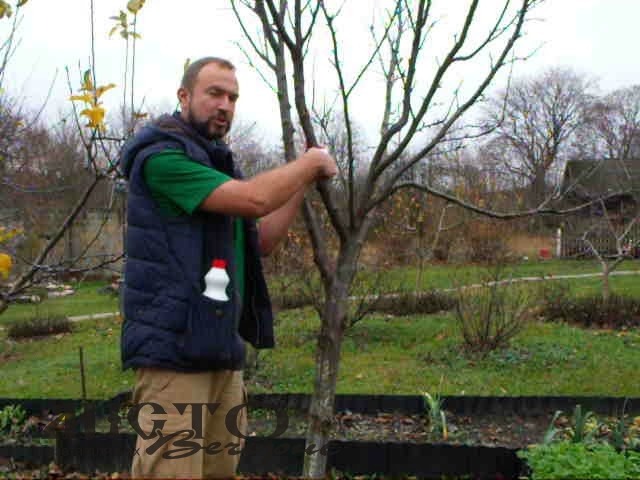 Підготовка молодих саджанців до зимового періоду 