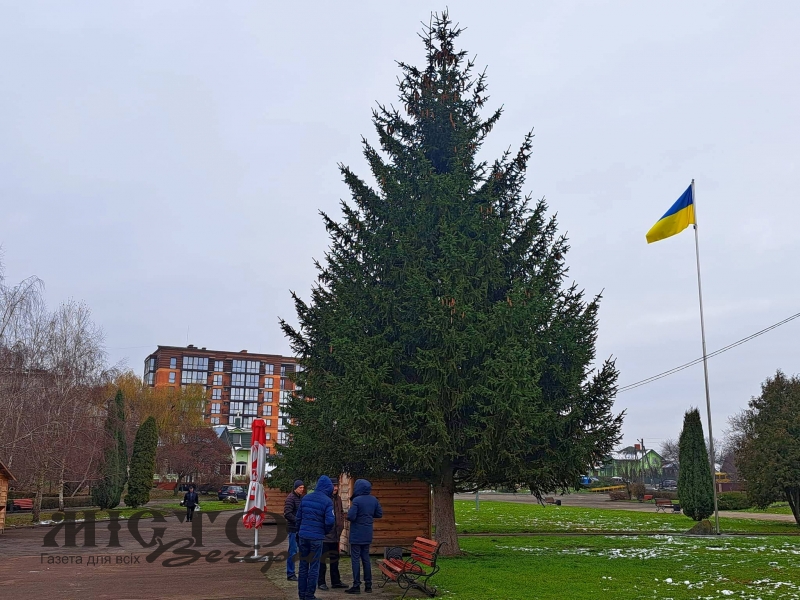 У парку «Слов’янський» у Володимирі прикрасять живу ялинку 
