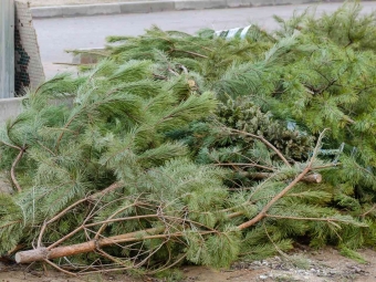 У Володимирі для складання ялинок відвели спеціальні місця 