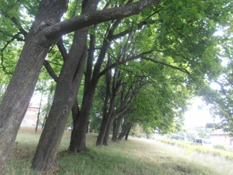Мешканців Нововолинська та Володимира запрошують долучитися до загальноміської толоки 