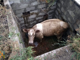На Дніпропетровщині бійці ДСНС рятували корову, яка провалилася в глибочезну яму 