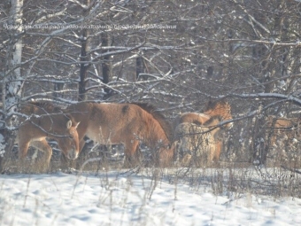 Здичавілим коровам Чорнобильської зони доводилося розгрібати сніг мордами 