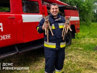 На Рівненщині врятували оленят з пожежі - новини Володимир-Водинського На Рівненщині врятували оленят з пожежі