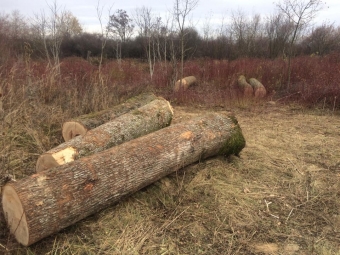 На Волині лісівники спіймали «чорних лісорубів» і перевіряють приватні пилорами 