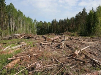 Чоловіка оштрафували за вирубку дерев у лісі Локачинської громали 