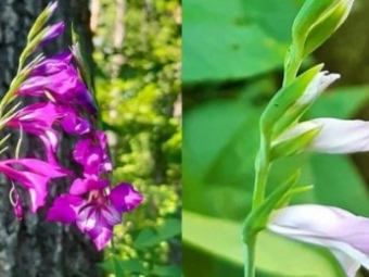 На Волині вперше зацвіли рідкісні червонокнижні квіти 