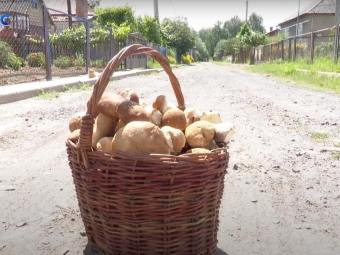Волиняни збирають повні кошики грибів 
