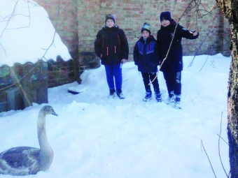 Максим і Захар Павлосі разом із другом Вадимом зараз доглядають  за врятованим птахом.