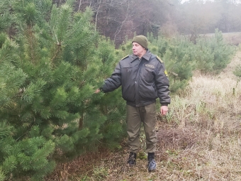 У зимовому лісі заготовляють шишки, а незабаром почнуть рубку новорічних ялин і сосен 