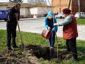 Під час загальноміської толоки висадили 11 сакур 