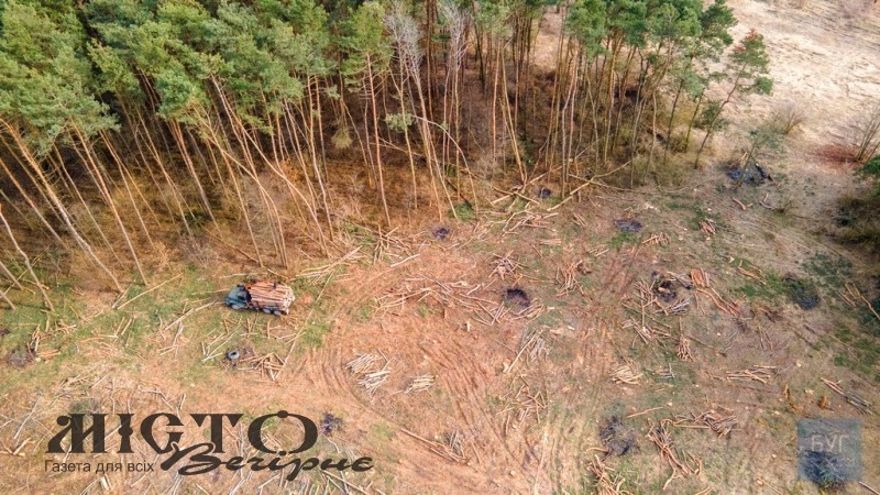 Біля Володимира-Волинського здійнюють рубку лісу 