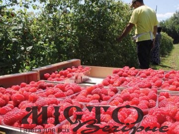 У громаді на Волині пропонують безвідсоткові кредити для старту малинового бізнесу 