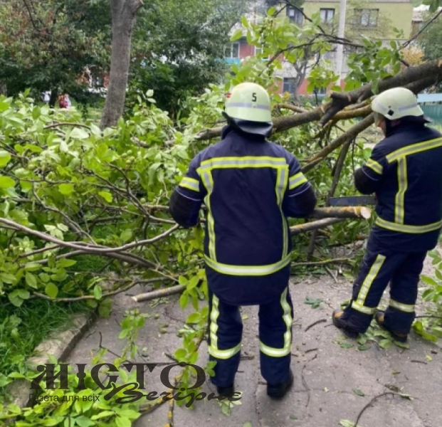Через негоду у Нововолинську впало дерево 