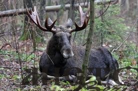 На Волині знайшли вбитого лося 