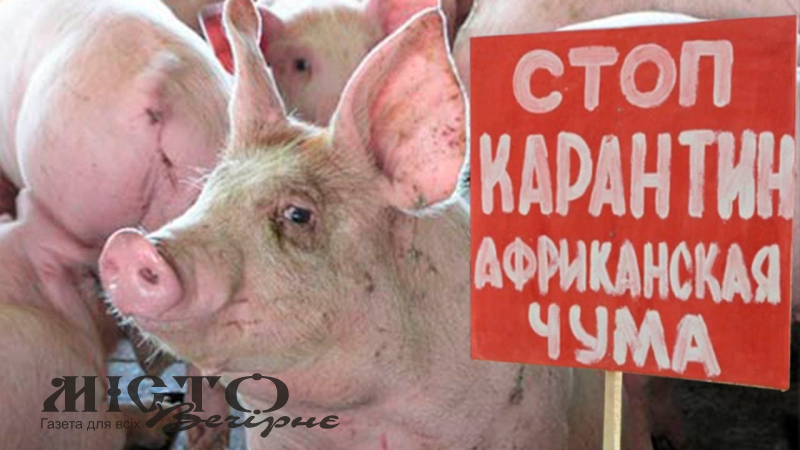 На території Володимирського району виявили спалах африканської чуми свиней: в одному з сіл оголосили карантин 