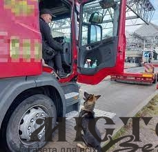 В Устилузі натренований пес виявив у водія вантажівки наркотики 