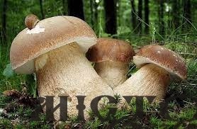 П’ять мешканців Іваничів отруїлися грибами 