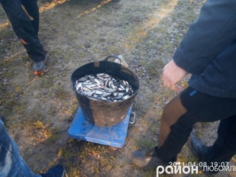 У Любомльському районі рибалки-любителі випустили у озера 1300 кілограмів карася та коропа 