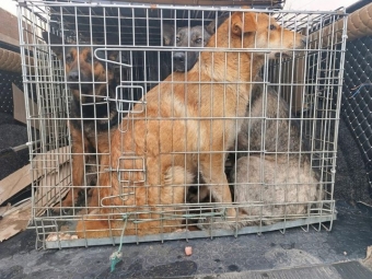 У Нововолинську відловили 17 безпритульних собак для стерилізації 