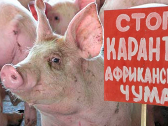 На території Володимирського району виявили спалах африканської чуми свиней: в одному з сіл оголосили карантин 