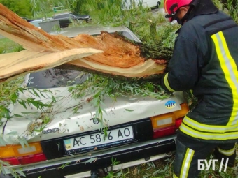 На пляжі Володимира дерево впала на авто 