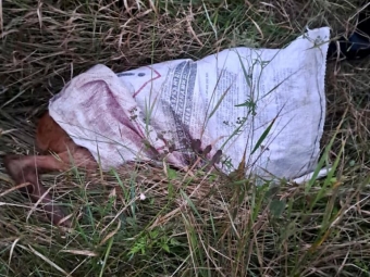 У лісі Устилузької громади браконьєри вбили козулю 